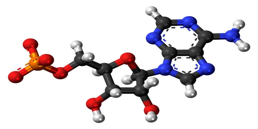 Adenosine monophosphate T