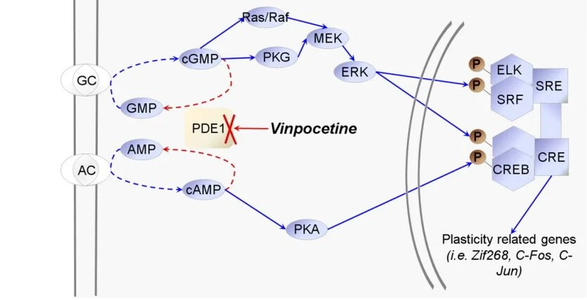 Mechanism of action of vinpocetine