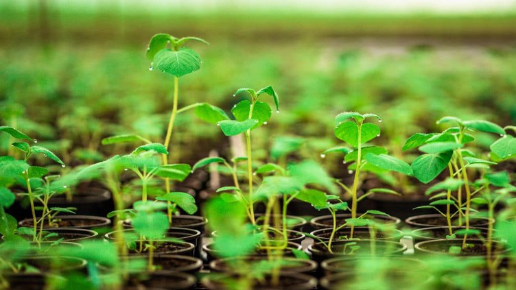 Agriculture and Plant Breeding Agriculture and Plant Breeding