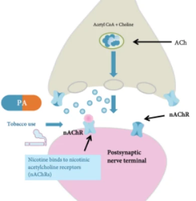 Varenicline Mechanism Of Action