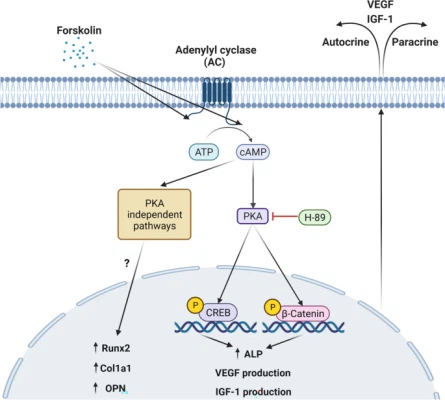 Forskolin Mechanism Of Action Forskolin Mechanism Of Action