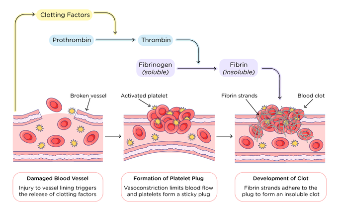 effect of Limaprost 2 effect of Limaprost 2