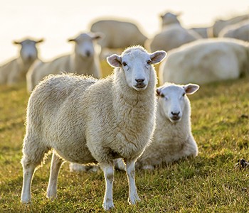 소, 양, 돼지가 호흡기 문제가 있으면 어떻게 해야 하나요? 건강한 가축을 키우는 방법은?