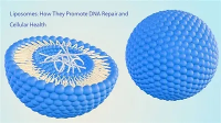 리포솜: DNA 복구 및 세포 건강을 촉진하는 방법