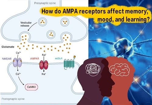 AMPA 수용체가 기억, 기분 및 학습에 미치는 영향