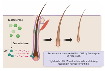 58Pyruvamide 58Pyruvamide