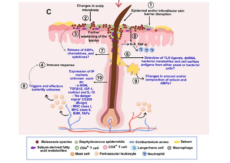 58PyruvamideA 58PyruvamideA