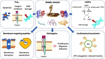 64Dipeptide Diaminobutyroyl Benzylamide Diacetate PowderB 64Dipeptide Diaminobutyroyl Benzylamide Diacetate PowderB