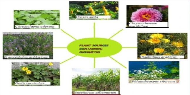 The Sources Of Diosmetin